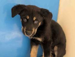 Shelter Stray Male Dog last seen , 5821 Sweetwater Rd, Bonita, CA 91902, USA