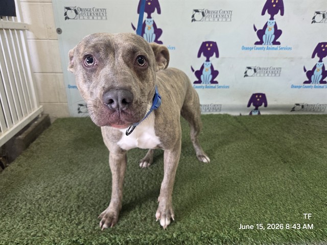 Shelter Stray Male Dog last seen , 2769 Conroy Rd, Orlando, FL 32839, USA