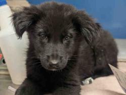 Shelter Stray Male Dog last seen , 5821 Sweetwater Rd, Bonita, CA 91902, USA