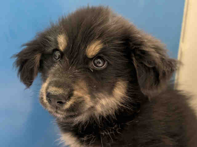 Shelter Stray Male Dog last seen , 5821 Sweetwater Rd, Bonita, CA 91902, USA