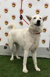 Shelter Stray Female Dog last seen VIVIAN LANE, 19640 Dogpatch Ln, Land O' Lakes, FL 34638, USA
