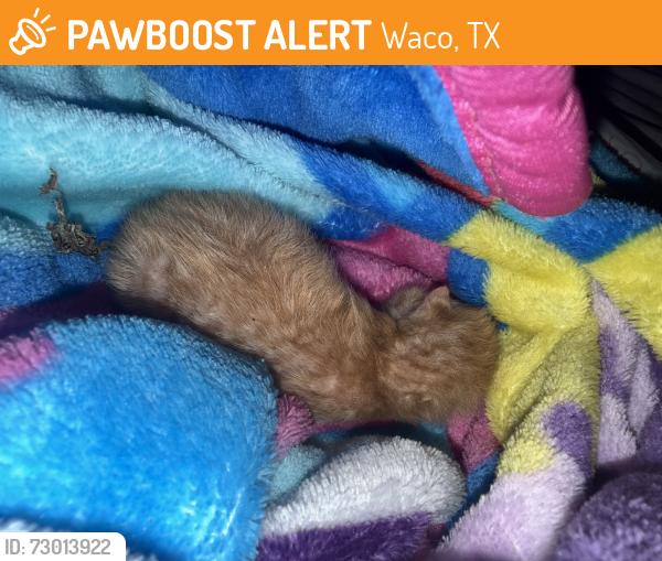 Found/Stray Unknown Cat last seen Near Lyle Ave, Waco, TX 76708