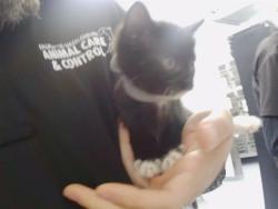 Shelter Stray Female Cat last seen CHARLOTTE, 8315 Byrum Dr, Charlotte, NC 28217, USA