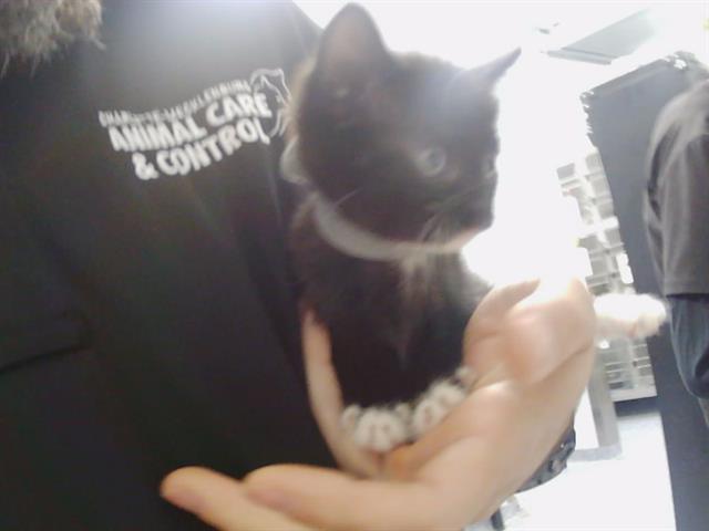 Shelter Stray Female Cat last seen CHARLOTTE, 8315 Byrum Dr, Charlotte, NC 28217, USA