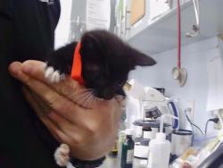 Shelter Stray Female Cat last seen CHARLOTTE, 8315 Byrum Dr, Charlotte, NC 28217, USA