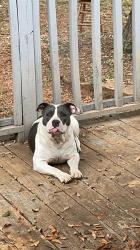 Reunited Female Dog last seen Mill St. , Cave Spring, GA 30124