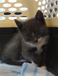 Shelter Stray Unknown Cat last seen , 2811 SE 29th St, Oklahoma City, OK 73129, USA