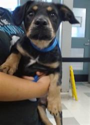 Shelter Stray Male Dog last seen Near BLOCK N REDMOND AVE, 2811 SE 29th St, Oklahoma City, OK 73129, USA