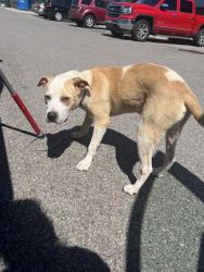 Shelter Stray Unknown Dog last seen Near BLOCK NE 36TH ST, OKLAHOMA CITY OK 73111, 2811 SE 29th St, Oklahoma City, OK 73129, USA