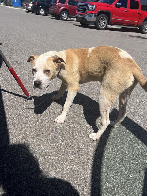Shelter Stray Unknown Dog last seen Near BLOCK NE 36TH ST, OKLAHOMA CITY OK 73111, 2811 SE 29th St, Oklahoma City, OK 73129, USA