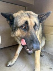 Shelter Stray Unknown Dog last seen Near BLOCK NW 20TH ST OKC OK 73127, 2811 SE 29th St, Oklahoma City, OK 73129, USA
