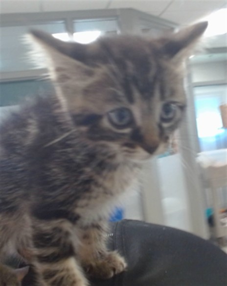 Shelter Stray Unknown Cat last seen Near BLOCK S MERIDIAN AVE, 2811 SE 29th St, Oklahoma City, OK 73129, USA