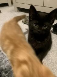 Lost Male Cat last seen Sprignall , Peterborough, England PE3