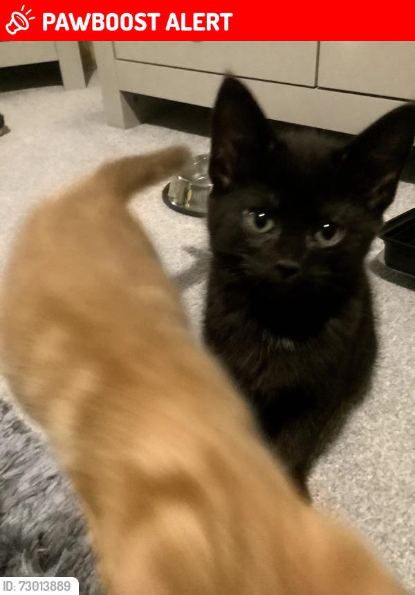 Lost Male Cat last seen Sprignall , Peterborough, England PE3