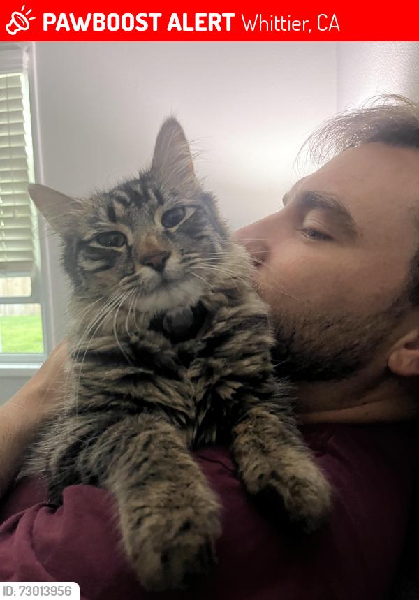 Lost Male Cat last seen Whittier blvd and Sorensen , Whittier, CA 90606