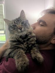 Lost Male Cat last seen Whittier blvd and Sorensen , Whittier, CA 90606