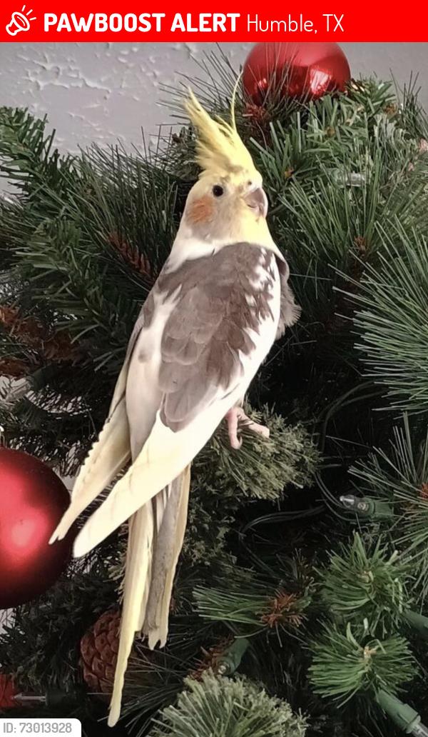 Lost Male Bird last seen Near olpawood ln, Humble, TX 77338