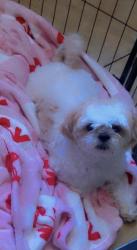 Reunited Male Dog last seen S 35th Ave & W Vineyard Rd, Laveen Village, AZ 85041, USA, Phoenix, AZ 85041