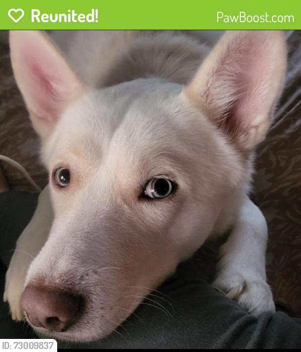 Reunited Male Dog last seen K Avenue & Campbell St, Fort Worth, TX 76105
