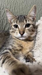 Lost Male Cat last seen close by walmart neighborhood market in gresham by se francis ave , Gresham, OR 97080