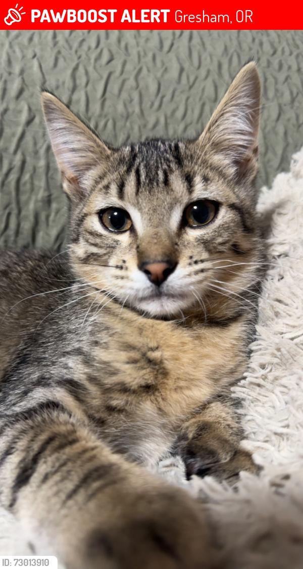 Lost Male Cat last seen close by walmart neighborhood market in gresham by se francis ave , Gresham, OR 97080