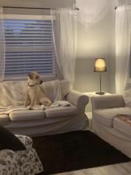 Lost Male Dog last seen Glen oaks & Andros, Riverside County, CA 92592