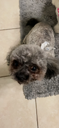 Lost Male Dog last seen Starbucks off desoto and Roscoe , Los Angeles, CA 91304
