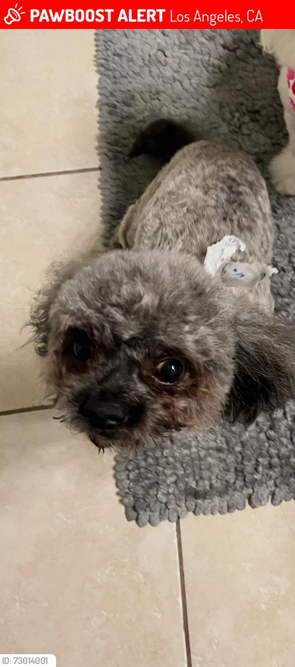 Lost Male Dog last seen Starbucks off desoto and Roscoe , Los Angeles, CA 91304