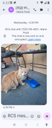 Lost Female Cat last seen Lake Mead & Vegas Drive , Las Vegas, NV 89108