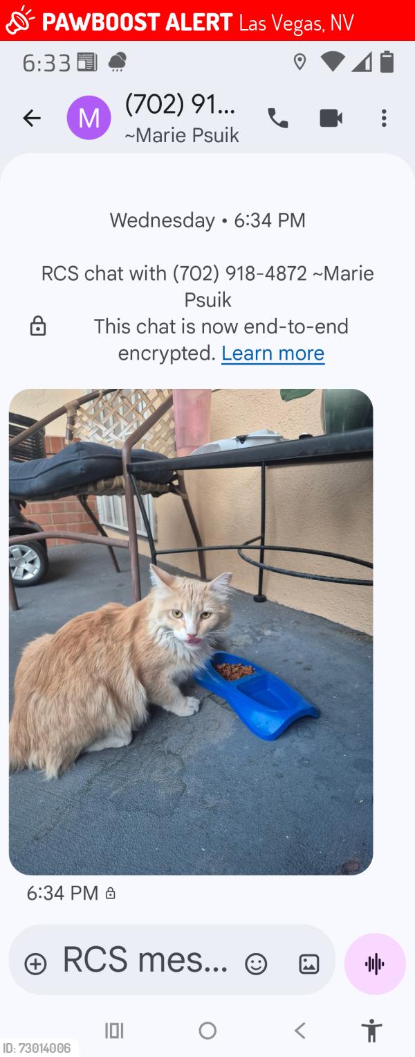 Lost Female Cat last seen Lake Mead & Vegas Drive , Las Vegas, NV 89108