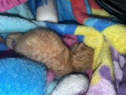 Found/Stray Unknown Cat last seen Near lyle ave, Waco, TX 76708