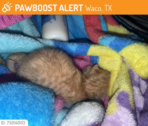 Found/Stray Unknown Cat last seen Near lyle ave, Waco, TX 76708