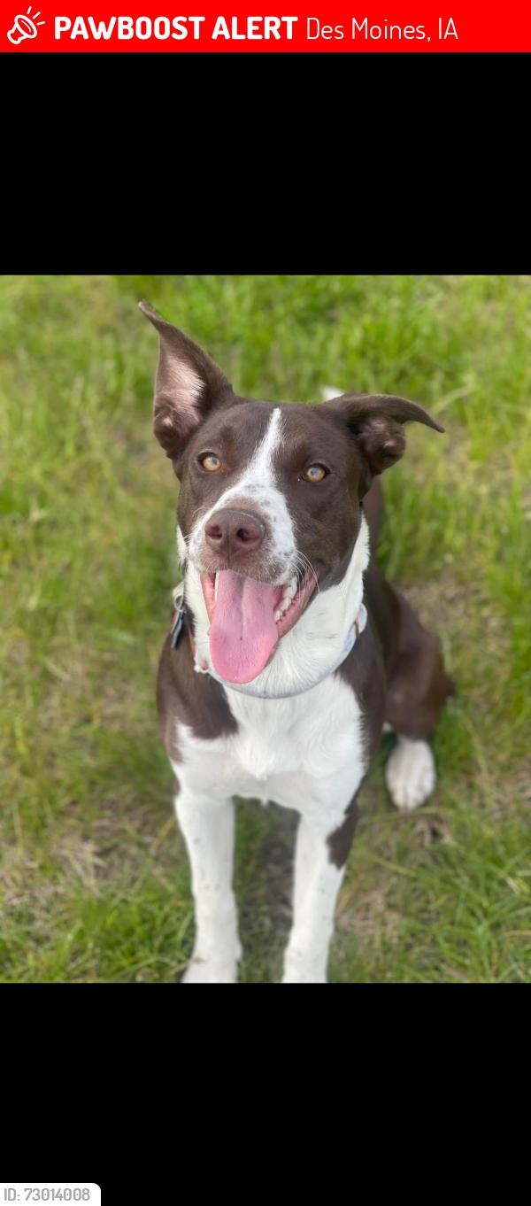 Lost Female Dog last seen Mlk pkwy, Des Moines, IA 50311