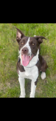 Lost Female Dog last seen Mlk pkwy, Des Moines, IA 50311