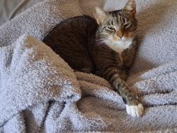 Lost Female Cat last seen SW 25th Terrace, Cape Coral, FL 33990
