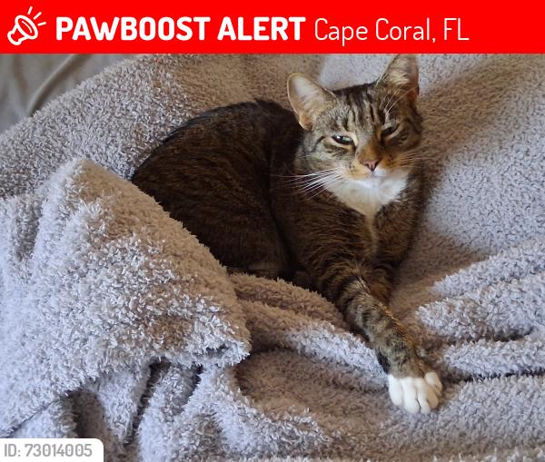 Lost Female Cat last seen SW 25th Terrace, Cape Coral, FL 33990