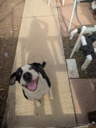 Reunited Female Dog last seen Midland and Cynthia , Poway, CA 92064
