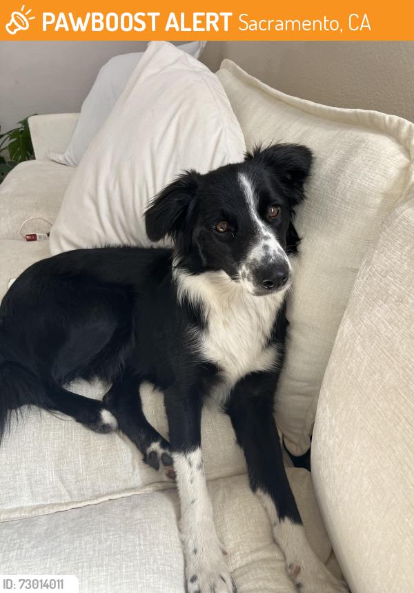 Found/Stray Female Dog last seen Sacramento, Sacramento, CA 95814