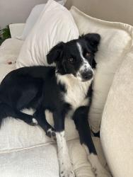 Found/Stray Female Dog last seen Sacramento, Sacramento, CA 95814