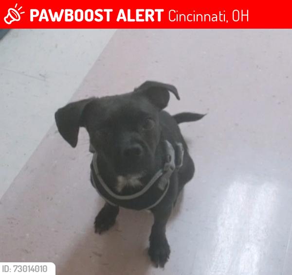 Lost Male Dog last seen Dana ave Clinton springs , Cincinnati, OH 45229