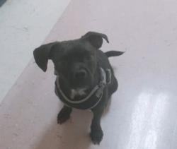 Lost Male Dog last seen Dana ave Clinton springs , Cincinnati, OH 45229