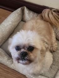 Reunited Male Dog last seen Between 15th Avenue and 31st street, Paterson, NJ 07504