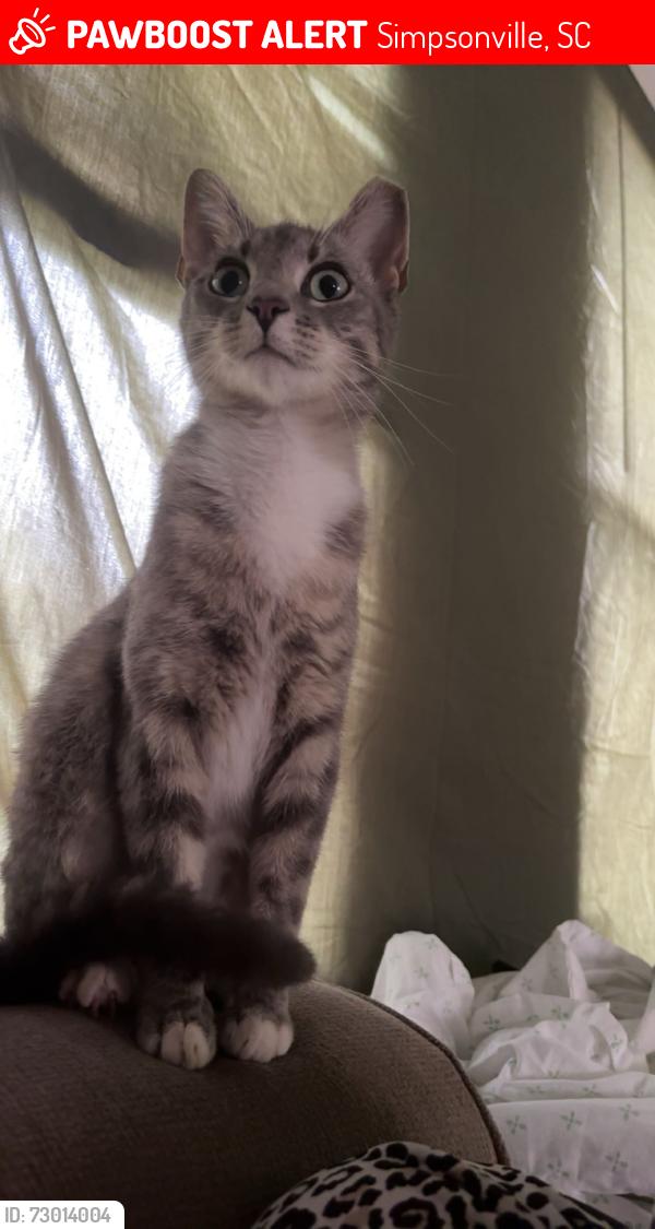 Lost Female Cat last seen Woodruff road , Simpsonville, SC 29681
