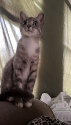 Lost Female Cat last seen Woodruff road , Simpsonville, SC 29681