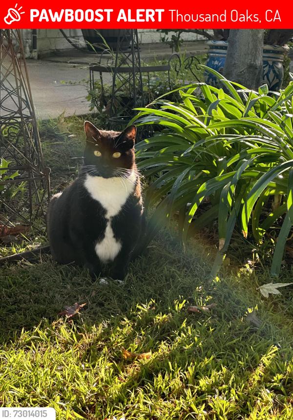 Lost Female Cat last seen El Dorado Dr Thousand Oaks , Thousand Oaks, CA 91362