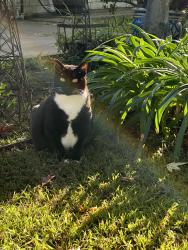 Lost Female Cat last seen El Dorado Dr Thousand Oaks , Thousand Oaks, CA 91362