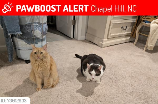 Lost Male Cat last seen Smokerise Lane, Chapel Hill, NC 27516
