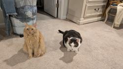 Lost Male Cat last seen Smokerise Lane, Chapel Hill, NC 27516