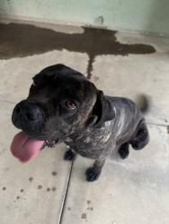 Found/Stray Female Dog last seen Near fwy, Indio, CA 92201