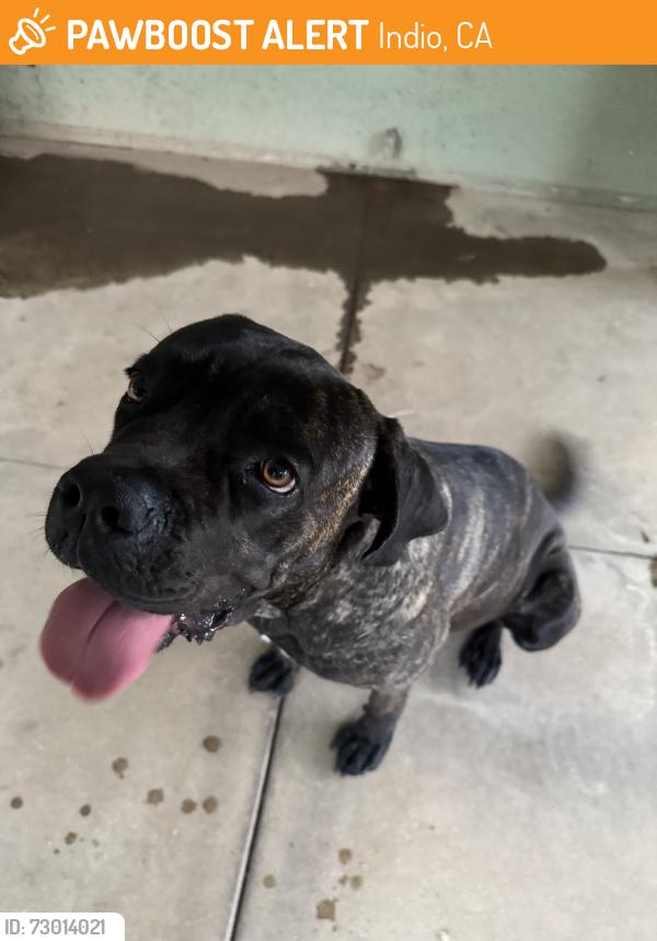 Found/Stray Female Dog last seen Near fwy, Indio, CA 92201